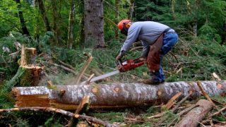 قانون جديد وعقوبات سجنية لحماية الغابات من الاجتثاث والحرائق