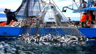 كميات الصيد المفروغة بميناء “كلا إريس” بالحسيمة تتجاوز 200 طنا