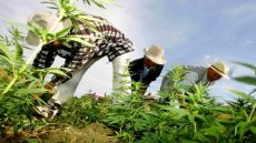 الداخلية تخفض زراعة “الكيف” بـ85% وتحجز 385 طنا من الشيرا في 2025