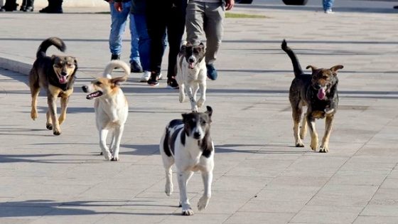 الكلاب الضالة تهدد سلامة المواطنين في مدينة الحسيمة