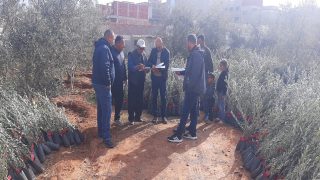 توزيع 60 ألف شتلة زيتون بجهة طنجة تطوان الحسيمة