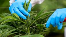 توقيع بروتوكول لتقنين الأنشطة المتعلقة بالقنب الهندي