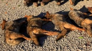 جمعيات بيئية في الحسيمة تدين عمليات قنص الذئب الذهبي الإفريقي