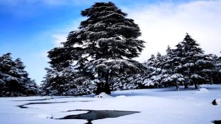 أمغار يسائل وزير الفلاحة عن إستراتيجية وزارته لتأهيل وتثمين غابة تيزي إفري