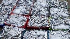 الدريوش تمنع تصدير السردين المجمد لمدة سنة