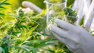 رسميًا.. الإعلان عن موعد تسويق المنتجات الطبية للقنب الهندي في المغرب