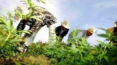 فلاحون يطالبون بتمديد آجال زراعة “البلدية” إلى أبريل