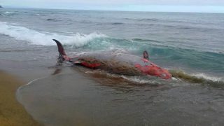 أمواج البحر تقذف بحوت عملاق بشاطئ “ذمشظين” بالحسيمة
