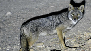 تحذيرات بيئية من صيد الثعلب الذهبي الإفريقي بالمنتزه الوطني للحسيمة