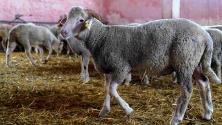 المعارضة تطلب “التحقيق” بشأن “مليارات” دعم الدولة لمستوردي الماشية