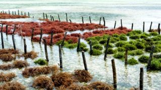 استزراع الطحالب البحرية بالناظور