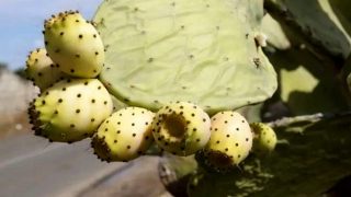 الفلاحة التضامنية تعيد الحياة لسلسلة الصبار إثر جائحة الحشرة القرمزية