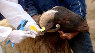 جهة الشمال تشرع في تنفيذ برنامج إعادة تكوين القطيع الوطني