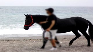 ركلة حصان ترسل مواطنا إلى المستشفى بشاطئ الصفيحة بالحسيمة