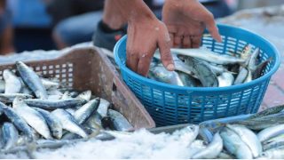 دراسة: أسماك الناظور ملوثة بعناصر سامة تهدد صحة الأطفال