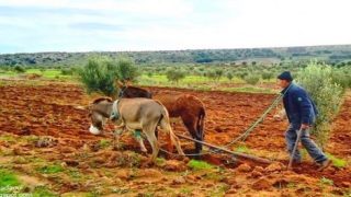 الفلاحون يتنفسون الصعداء مع أولى زخات المطر بالحسيمة