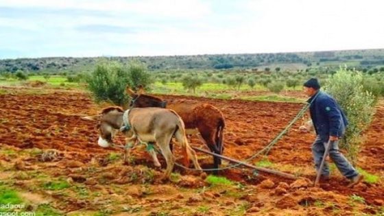 الفلاحون يتنفسون الصعداء مع أولى زخات المطر بالحسيمة