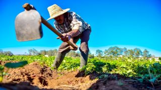 استثمارات فلاحية بملايين الدراهم لدعم الاقتصاد القروي بإقليم الحسيمة
