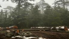 الحسيمة.. جمعيات بيئية تحذر من قطع أشجار الأرز بغابة ثيزي إيفري