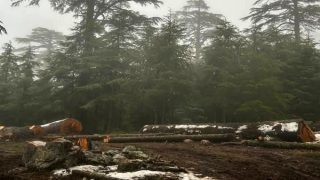 الحسيمة.. جمعيات بيئية تحذر من قطع أشجار الأرز بغابة ثيزي إيفري