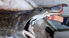 اصطياد قرش عملاق مهدد بالانقراض بالحسيمة