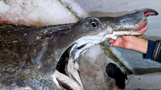 اصطياد قرش عملاق مهدد بالانقراض بالحسيمة