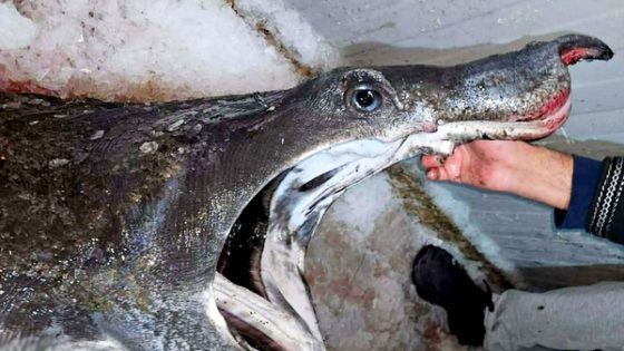 اصطياد قرش عملاق مهدد بالانقراض بالحسيمة