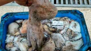 مفرغات الأخطبوط تعنش سوق السمك بميناء الحسيمة